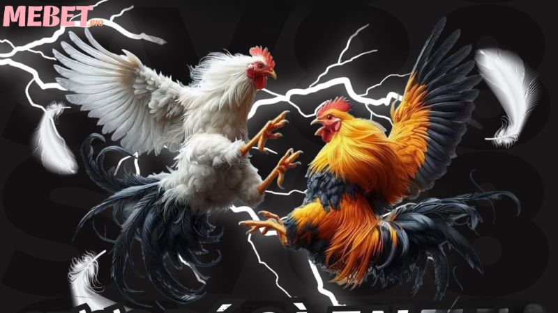 Hình thức đá gà hấp dẫn trên Mebet