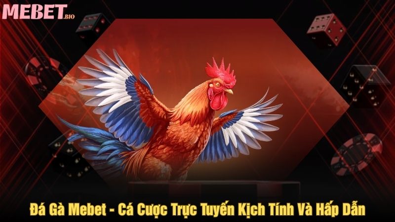 Đá gà Mebet - Cá cược trực tuyến kịch tính và hấp dẫn